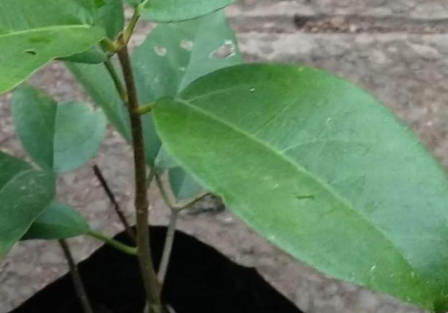tanaman cincau rambat bibit daun jelly untuk panas dalam Sumatra Barat