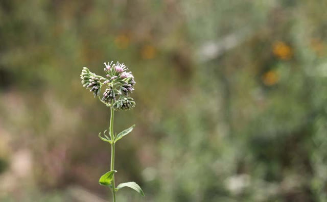 Joe-Pye Weed Flowers