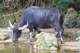 沖縄 ビオスの丘 水牛