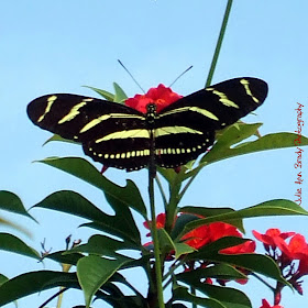 Zebra Longwing Butterfly - Discovery Gardens