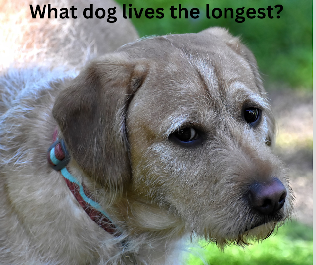 Longevity Factors for Canines
