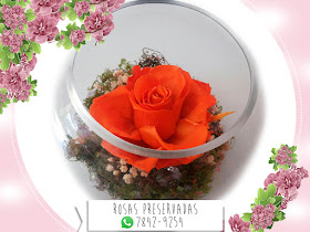 Centros de Mesa con Rosas Preservadas Arreglos Decoración Manualidades