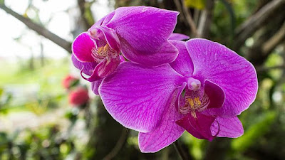 20 Jenis Bunga Anggrek Paling Indah Nan Cantik