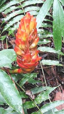 Rare: Wild Ginger found in the jungles of Cameron Highlands.