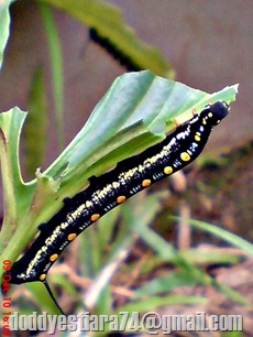 Ulat ngengat Sphingidae