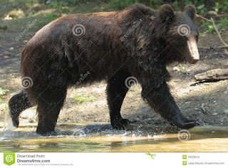   ussuri brown bear, ezo brown bear, japanese black bear, bears in japan map, japanese bear rilakkuma, how did bears get to japan, japanese bear cartoon, siberian tiger kills polar bear, japan bear mascot