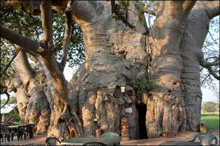 Độc đáo Sunland Baobab, Nam Phi