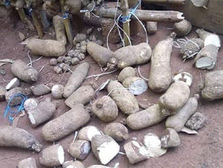  Wickedness! Unknown person destroys yams in a man