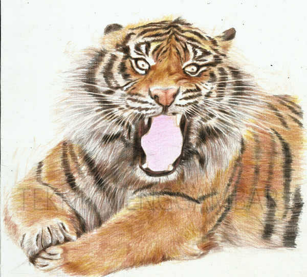 MENGGAMBAR HARIMAU SUMATRA DENGAN PENSIL WARNA