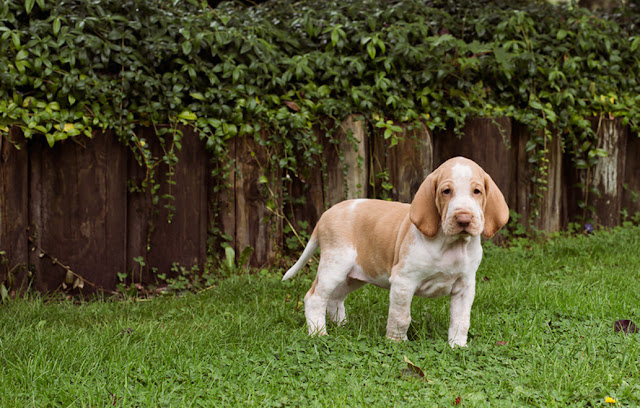 Bracco Italiano