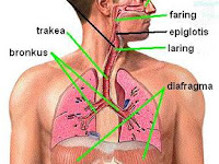 Alat Pernapasan Manusia