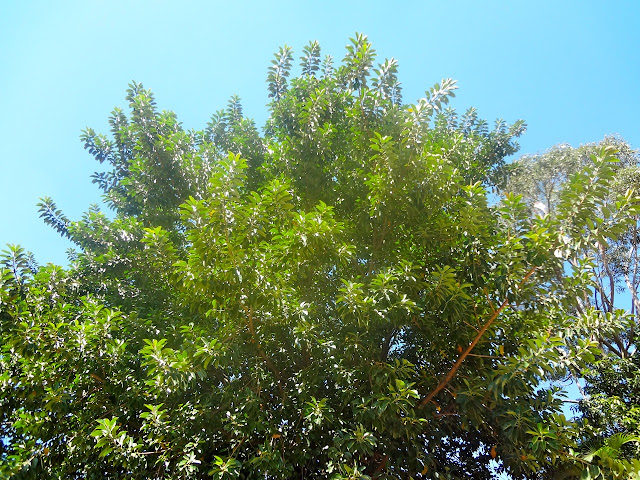 Parque Belém