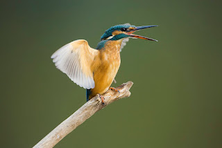 Kingfisher, hunting for fish, Dale Sutton Photography