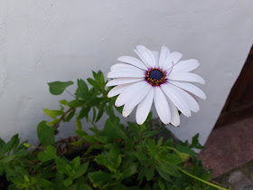 White daisy with a pink center, photographed against a white wall