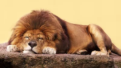 Singa adalah kucing paling malas di dunia