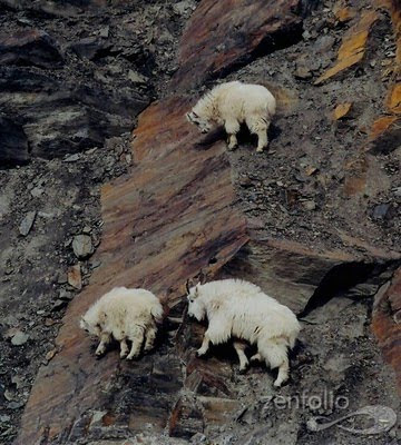 North America mountain goats picture