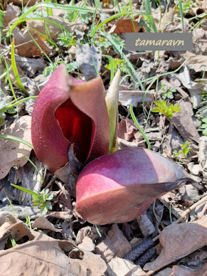 Связноплодник почколистный (Symplocarpus renifolius)