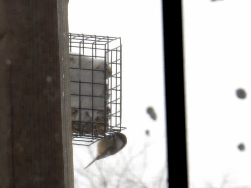 chickadee at bird feeder