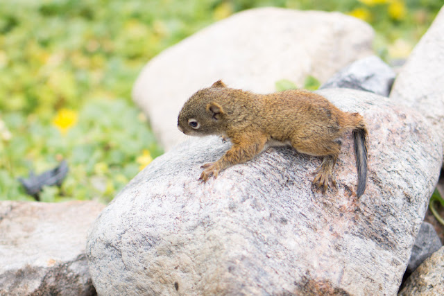 Rescue of baby squirrel from drowning, baby squirrel, animal rescue