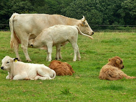 Cows and cattle in Cornwall