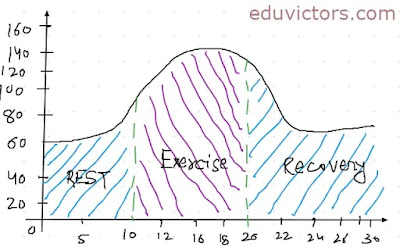 Effect of exercise on Cardio Respiratory System - CBSE Class 12 Physical Education - Chapter 7: Physiology & Injuries in Sports (Questions and Answers)(#eduvictors)(#PhysicalEducation)