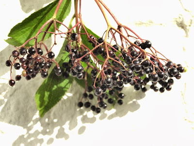 An image of a bunch of elderberries (Sambucus nigra)