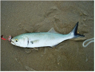 IKAN LAUT DANGKAL BLUEFISH ( POMATOMUS SALTATRIX )