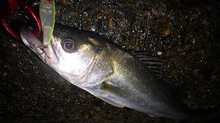 シーバス 湾奥 スーサン