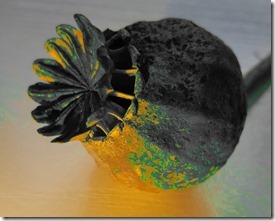 Poppy-D-red-removed_thumb4