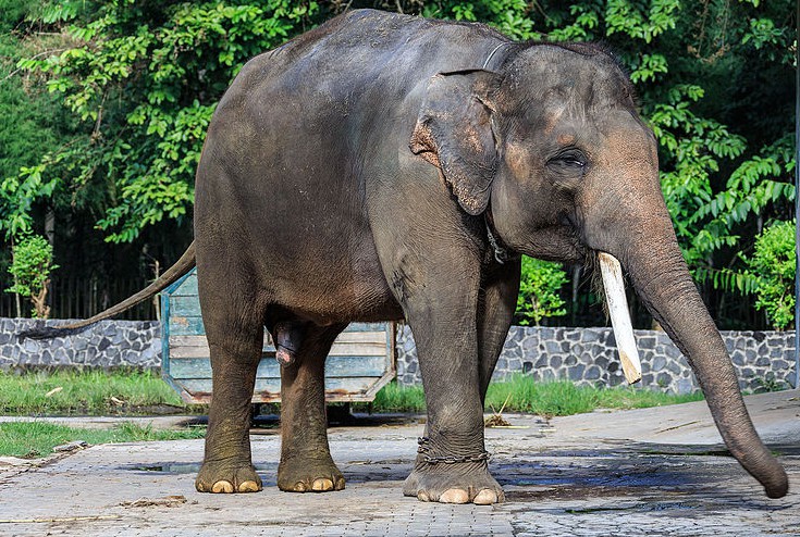  Gambar  Gajah  Beserta Namanya Kumpulan Gambar  Lengkap