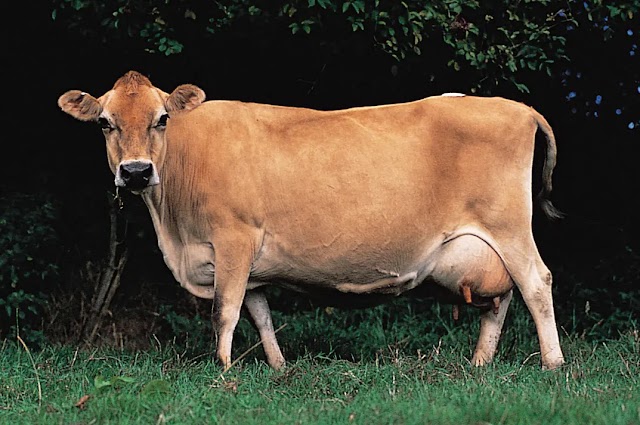 জার্সি কাউ গরু বৈশিষ্ট্য  Jersey cattle