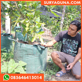 planter bag dari suryaguna 085646415014