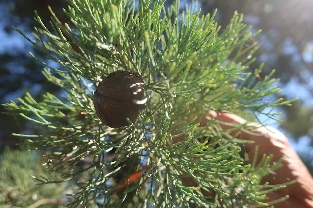 Cone on White Cypress