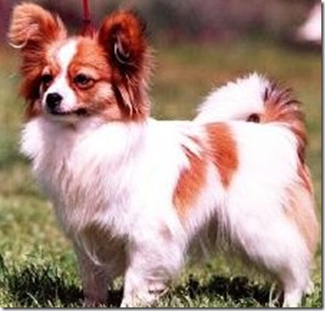 Papillion