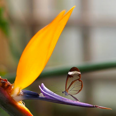 Incredible Photos of the Beautiful Glasswinged Butterfly The glasswinged butterfly's name in Spanish is Espejitos which translates as little mirrors. In certain lights, the translucent wing parts have a glossy, almost reflective quality to them that makes their Spanish name effectively accurate. Whether they're seen as glass or mirrors, though, there's something absolutely fascinating about the way these butterflies' wings offer a surreal look at the environment around the insect. It's like they're tiny ornaments designed to draw the eye to the scenic appeal of nature.