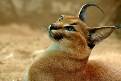 [Image: Caracal+Cat.jpg]