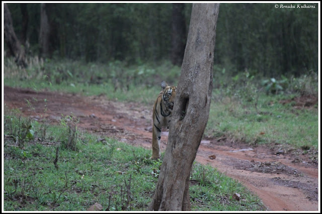 Sonam's male Cub at Tadoba