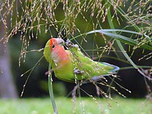 7 Karakter Dasar Burung Love Bird yang Membuatnya Disukai