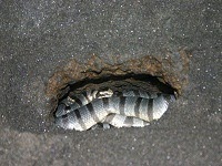  Holy Snake at Tanah Lot Temple