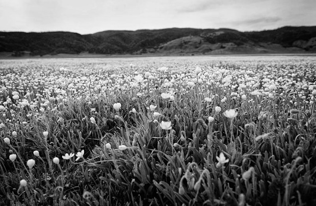 black-and-white-nature-photography2