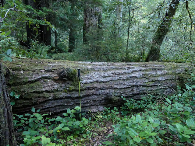 log across the trail