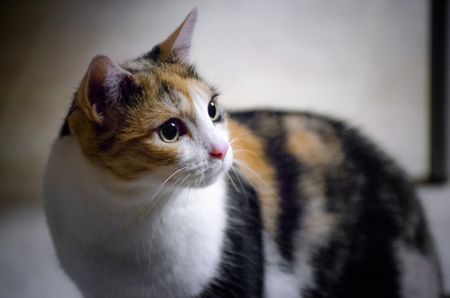 Calico Cat