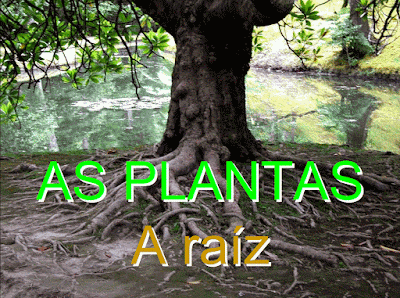 http://www.adelaleiro.com/gestion/catalogo/docs/plantas-raiz.pps#23