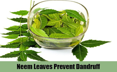 Neem Leaves Home Remedy to cure Dandruff - Homeremediestipsideas