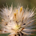 Dandelion, Just playing with my new 550D