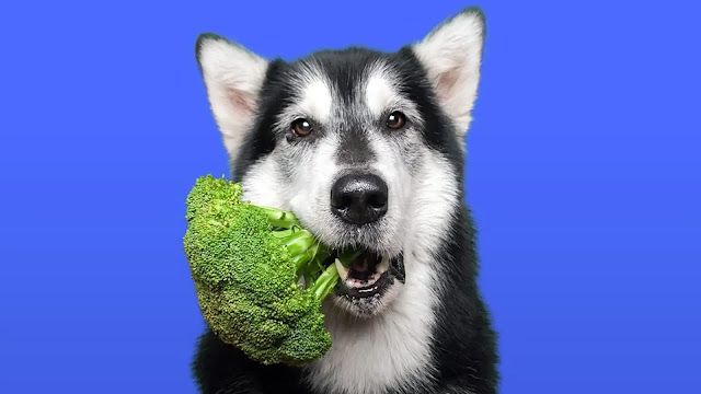 Dog Eat Broccoli