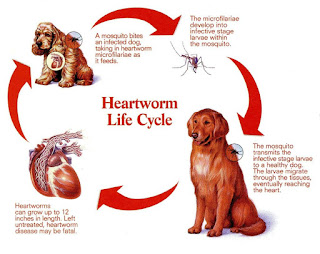 Heartgard Plus si su perro está sufriendo de Heartworms