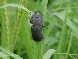 Dorcus parallelipipedus (male) DSC85384