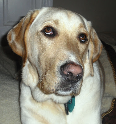 close up of Hoops face with his eyes looking up.