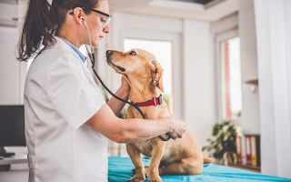 Como é o trabalho do Veterinário que lida com a Endocrinologia